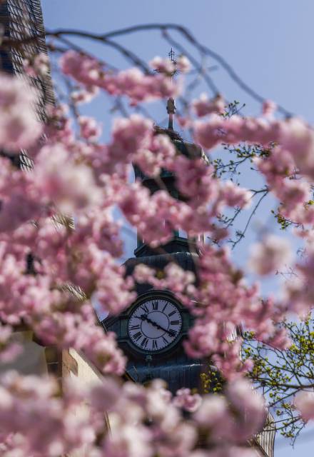 Kirschblüte Haslach im Kinzigtal